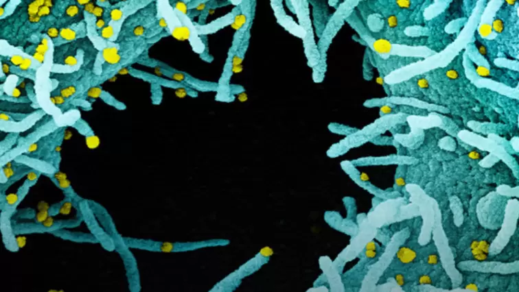 Scanning & Transmission Electron Microscopy Reveals Graphene Oxide in CoV-19 Vaccines